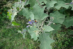 Solanum anguivi